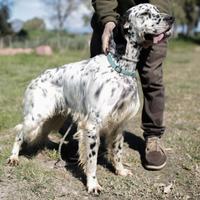 Setter caccia e gare