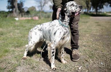 Setter caccia e gare