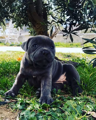 Staffordshire bull terrier blue staffy blue