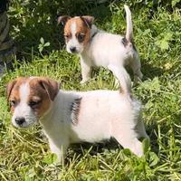 Jack Russell
