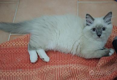 Gattini Ragdoll