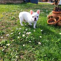 Bulldog francese