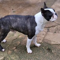 Boston terrier maschio x monte