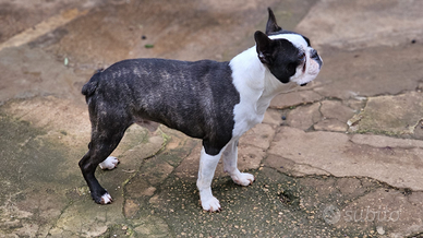 Boston terrier maschio x monte