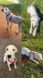 Dalmata cucciola in adozione