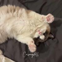 Ragdoll femmina riproduzione