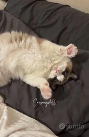 Ragdoll femmina riproduzione