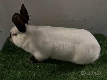 Conigli di razza in purezza