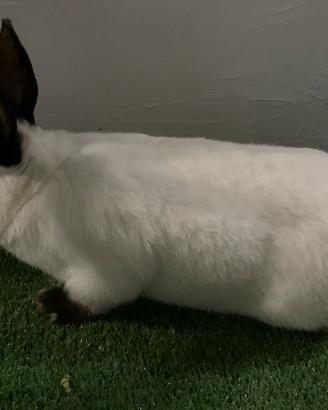 Conigli di razza in purezza