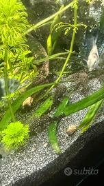 Ancistrus