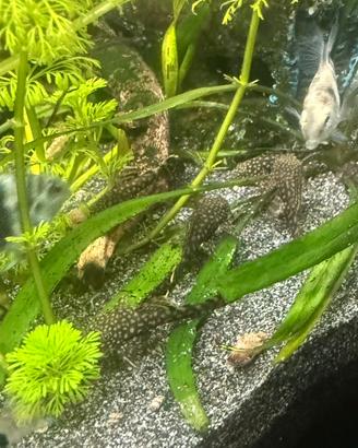 Ancistrus
