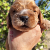 Cocker spaniel inglese