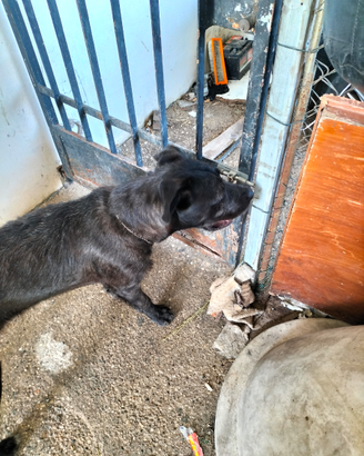 Cane meticcio
