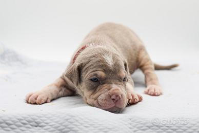 American pitbull terrier