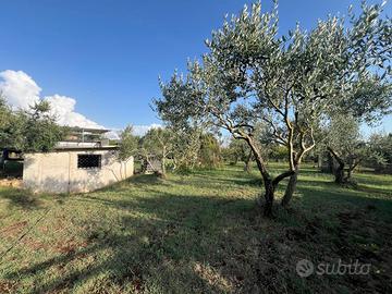 POLI: RUSTICO USO MAGAZZINO CON TERRENO PIANEGGIAN