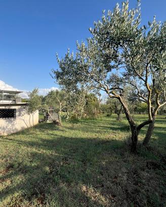 POLI: RUSTICO USO MAGAZZINO CON TERRENO PIANEGGIAN