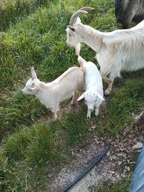 Capretti maschio e femmina