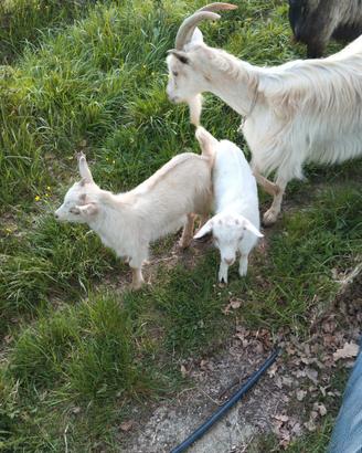 Capretti maschio e femmina