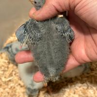 Pappagalli Kakariki grigi