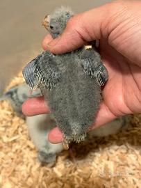 Pappagalli Kakariki grigi