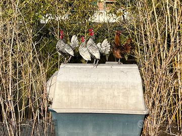 Galline ornamentali Sebright