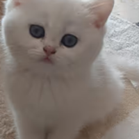 Scottish fold e straight