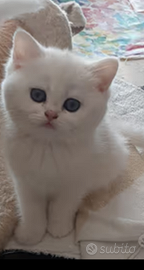 Scottish fold e straight