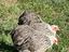 Immagine 1