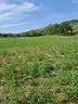 rif-201b-terreni-agricoli-e-lotto-edificabile-a-lo