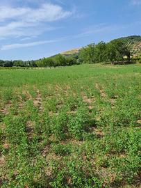 Rif 201b terreni agricoli e lotto edificabile a lo