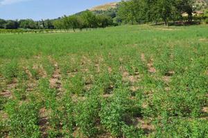 Rif 201b terreni agricoli e lotto edificabile a lo