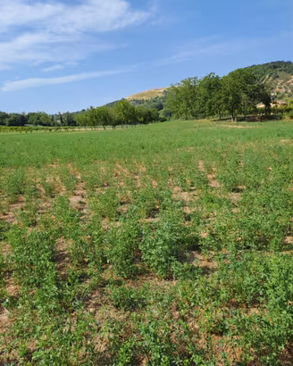 Rif 201b terreni agricoli e lotto edificabile a lo