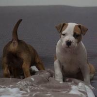 Cuccioli Amstaff in allevamento