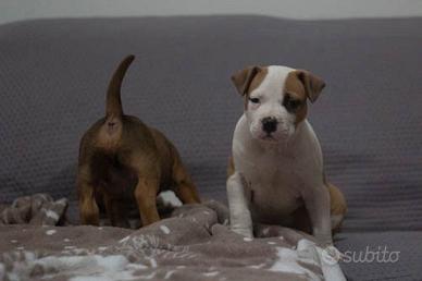 Cuccioli Amstaff in allevamento