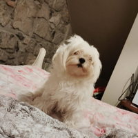 Maltese coreano pedigree enci per monta