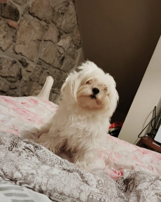 Maltese coreano pedigree enci per monta