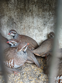 Coppia pernice rossa