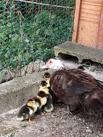 Piccoli di anatra muta