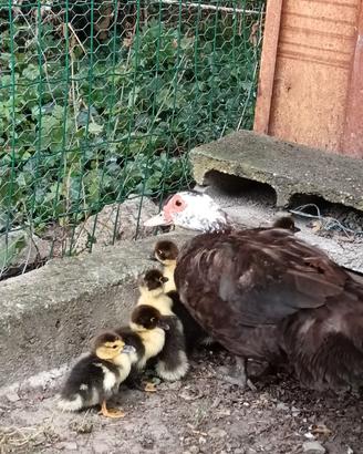 Piccoli di anatra muta