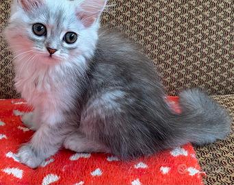 Gattina figlia di persiano normotipo FEMMINA