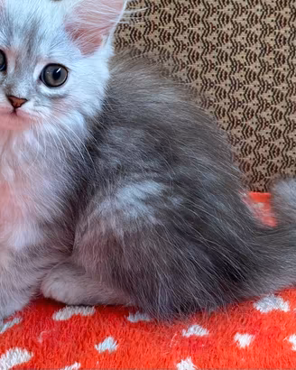 Gattina figlia di persiano normotipo FEMMINA