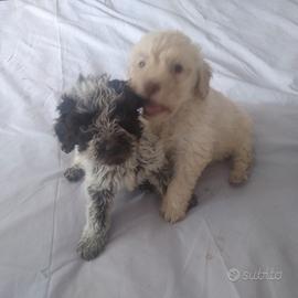 Raza lagotto