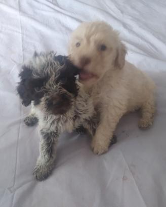 Raza lagotto
