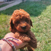 Cucciolo barboncino nano