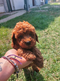 Cucciolo barboncino nano