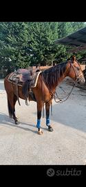Appaloosa intero 5 anni