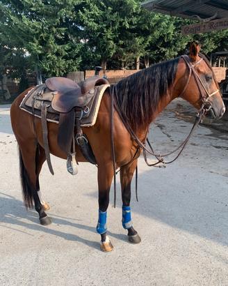 Appaloosa intero 5 anni