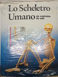 Lo scheletro umano