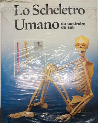 Lo scheletro umano