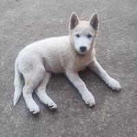 Husky chiaro, 3 mesi, ritiro veloce